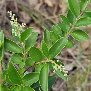 Ligustrum sinense (Narrow-leaf Privet, Chinese Privet) at Whitlam, ACT by sangio7