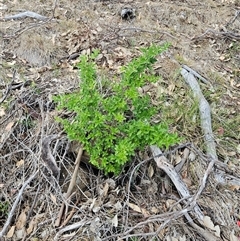 Ligustrum sinense at Whitlam, ACT - 5 Dec 2024 12:35 PM