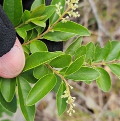 Ligustrum sinense at Whitlam, ACT - 5 Dec 2024 12:35 PM