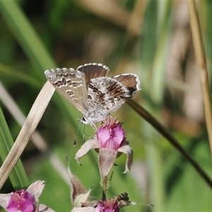 Neolucia agricola at Uriarra Village, ACT - 2 Dec 2024