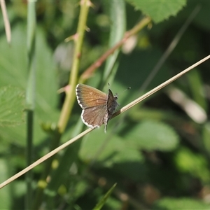 Neolucia agricola at Uriarra Village, ACT - 2 Dec 2024 05:02 PM