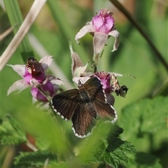 Neolucia agricola at Uriarra Village, ACT - 2 Dec 2024