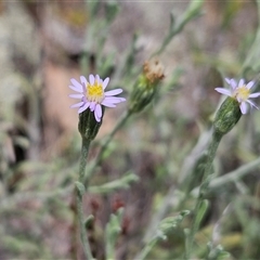 Vittadinia gracilis (New Holland Daisy) at Whitlam, ACT - 5 Dec 2024 by sangio7