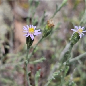 Vittadinia gracilis (New Holland Daisy) at Whitlam, ACT by sangio7