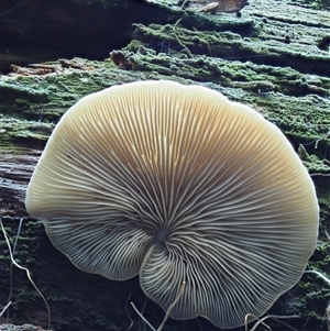 Crepidotus sp. at Uriarra Village, ACT - 8 Jun 2024