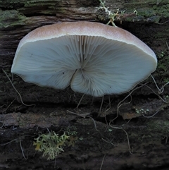 Crepidotus sp. at Uriarra Village, ACT - 8 Jun 2024