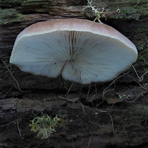 Crepidotus sp. at Uriarra Village, ACT - 8 Jun 2024