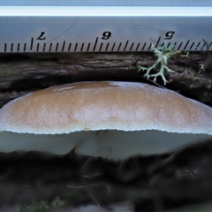 Crepidotus sp. at Uriarra Village, ACT - 8 Jun 2024