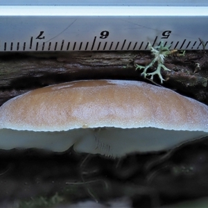 Crepidotus sp. at Uriarra Village, ACT - 8 Jun 2024 10:52 AM