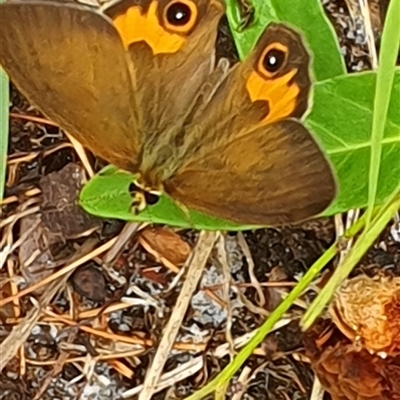 Unidentified Butterfly (Lepidoptera, Rhopalocera) at Diggers Camp, NSW - 4 Dec 2024 by Topwood