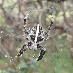 Unidentified Other web-building spider at Diggers Camp, NSW - 4 Dec 2024 by Topwood