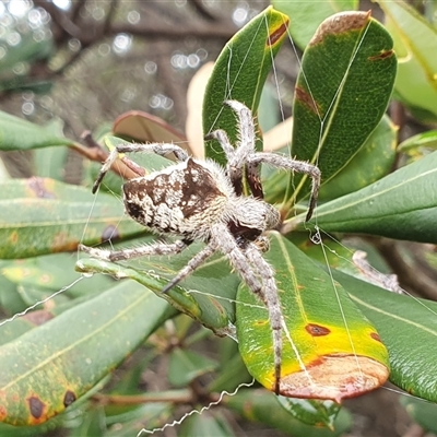 Unidentified Other web-building spider at Diggers Camp, NSW - 4 Dec 2024 by Topwood