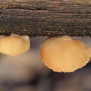 Crepidotus sp. at Uriarra Village, ACT - 10 Jun 2024 11:50 AM