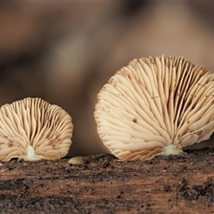 Crepidotus sp. at Uriarra Village, ACT - 10 Jun 2024 11:50 AM