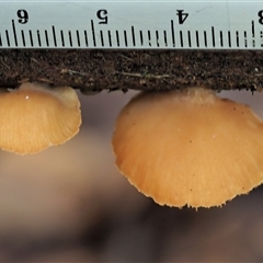 Crepidotus sp. at Uriarra Village, ACT - 10 Jun 2024 11:50 AM