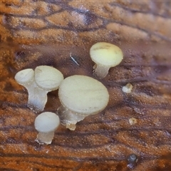 Hymenotorrendiella eucalypti at Uriarra Village, ACT - 10 Jun 2024 by KenT