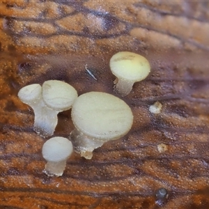 Hymenotorrendiella eucalypti at Uriarra Village, ACT - 10 Jun 2024