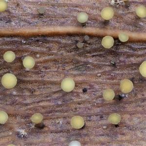 Hymenotorrendiella eucalypti at Uriarra Village, ACT - 10 Jun 2024