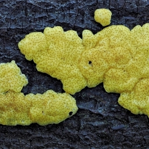 Hypocrea sulphurea group at Uriarra Village, ACT by KenT