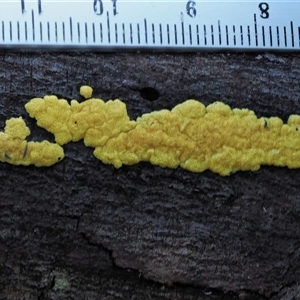 Hypocrea sulphurea group at Uriarra Village, ACT - 8 Jun 2024