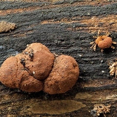 Hypoxylon howeianum at Uriarra Village, ACT - 9 Jun 2024 by KenT