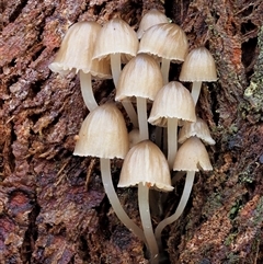 Mycena sp. ‘grey or grey-brown caps’ at Uriarra Village, ACT - 8 Jun 2024 by KenT