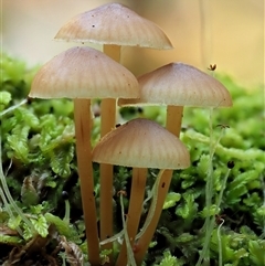 Mycena sp. ‘grey or grey-brown caps’ at Uriarra Village, ACT - 10 Jun 2024 by KenT