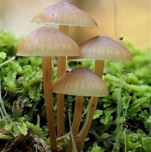 Mycena sp. ‘grey or grey-brown caps’ at Uriarra Village, ACT - 10 Jun 2024 10:14 AM