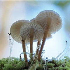 Mycena sp. ‘grey or grey-brown caps’ at Uriarra Village, ACT - 10 Jun 2024 10:14 AM