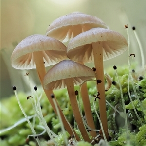 Mycena sp. ‘grey or grey-brown caps’ at Uriarra Village, ACT - 10 Jun 2024 10:14 AM