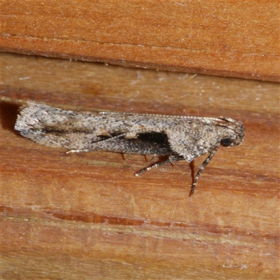 Symmetrischema tangolias (Andean Potato Tuber Moth) at Freshwater Creek, VIC - 17 Apr 2020 by WendyEM