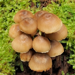 Mycena sp. ‘grey or grey-brown caps’ at Uriarra Village, ACT - 10 Jun 2024