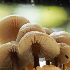 Mycena sp. ‘grey or grey-brown caps’ at Uriarra Village, ACT - 10 Jun 2024