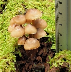 Mycena sp. ‘grey or grey-brown caps’ at Uriarra Village, ACT - 10 Jun 2024