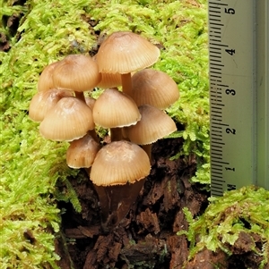 Mycena sp. ‘grey or grey-brown caps’ at Uriarra Village, ACT - 10 Jun 2024