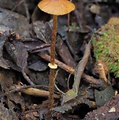 Pholiotina rugosa at Uriarra Village, ACT - 9 Jun 2024 by KenT