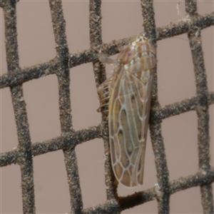 Maiestas vetus at Freshwater Creek, VIC - 18 Apr 2020 01:59 AM
