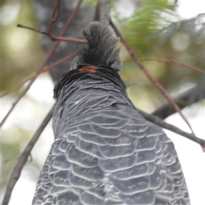 Callocephalon fimbriatum (Gang-gang Cockatoo) at Acton, ACT by HelenCross