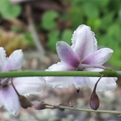 Arthropodium milleflorum (Vanilla Lily) at Yaouk, NSW - 1 Dec 2024 by Janet