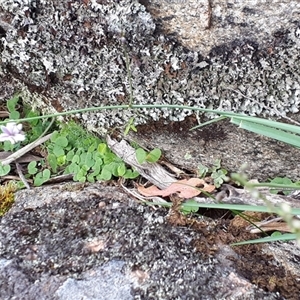 Arthropodium milleflorum at Yaouk, NSW - suppressed