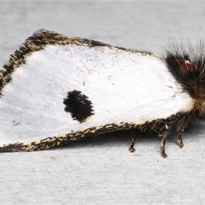 Epicoma melanospila (Black Spot Moth) at Rosedale, NSW - 3 Dec 2024 by jb2602