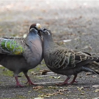 Phaps chalcoptera (Common Bronzewing) at Acton, ACT - 5 Dec 2024 by HelenCross