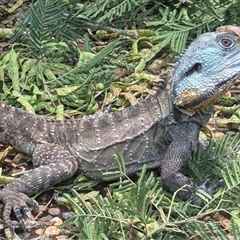 Intellagama lesueurii howittii (Gippsland Water Dragon) at Acton, ACT - 5 Dec 2024 by HelenCross