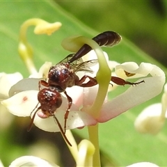 Pseudofoenus sp. (genus) (Unidentified bee-parasite wasp, burrowing bee parasite wasp) at Acton, ACT - 5 Dec 2024 by HelenCross