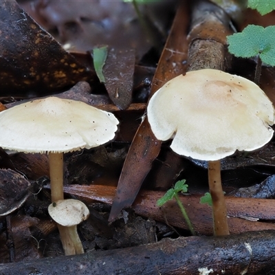 Rhodocollybia sp. at Uriarra Village, ACT - 9 Jun 2024 by KenT