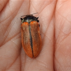 Castiarina rufipennis at Acton, ACT - 5 Dec 2024