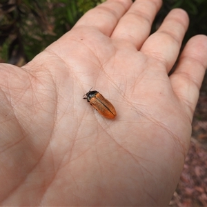 Castiarina rufipennis at Acton, ACT - 5 Dec 2024