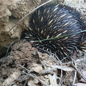 Tachyglossus aculeatus (Short-beaked Echidna) at Penrose, NSW by Aussiegall