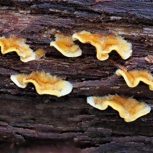 Stereum hirsutum (Hairy Curtain Crust) at Uriarra Village, ACT by KenT