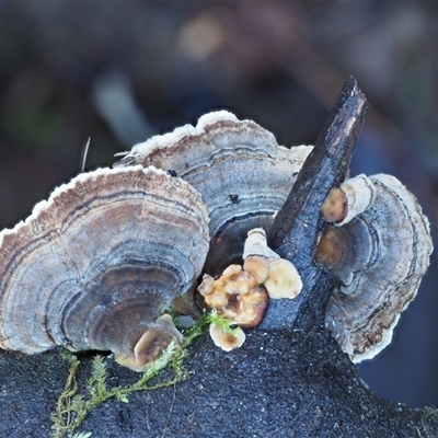 Trametes versicolor (Turkey Tail) at Uriarra Village, ACT - 8 Jun 2024 by KenT